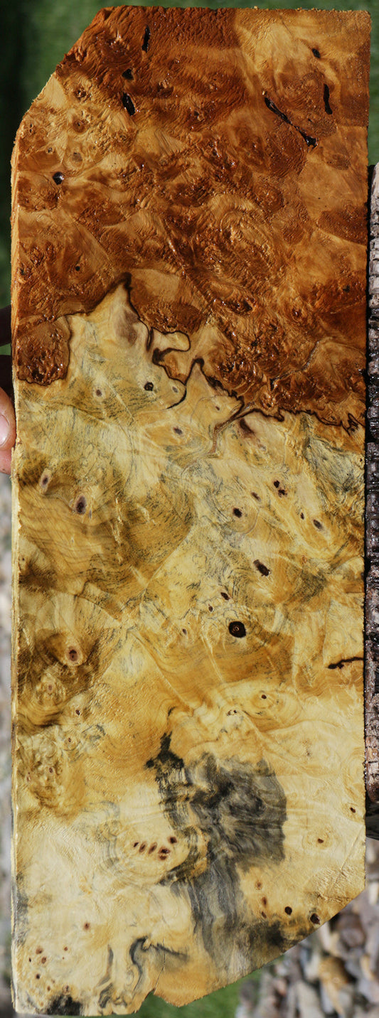 Rustic Buckeye Burl Live Edge Lumber