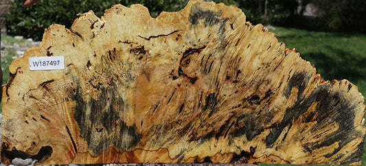 Rustic Buckeye Burl Live Edge Lumber