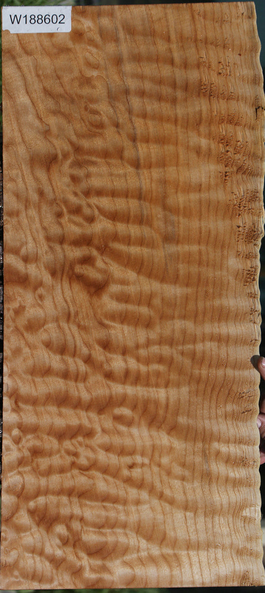 AAA Quilted Maple Live Edge Micro Lumber