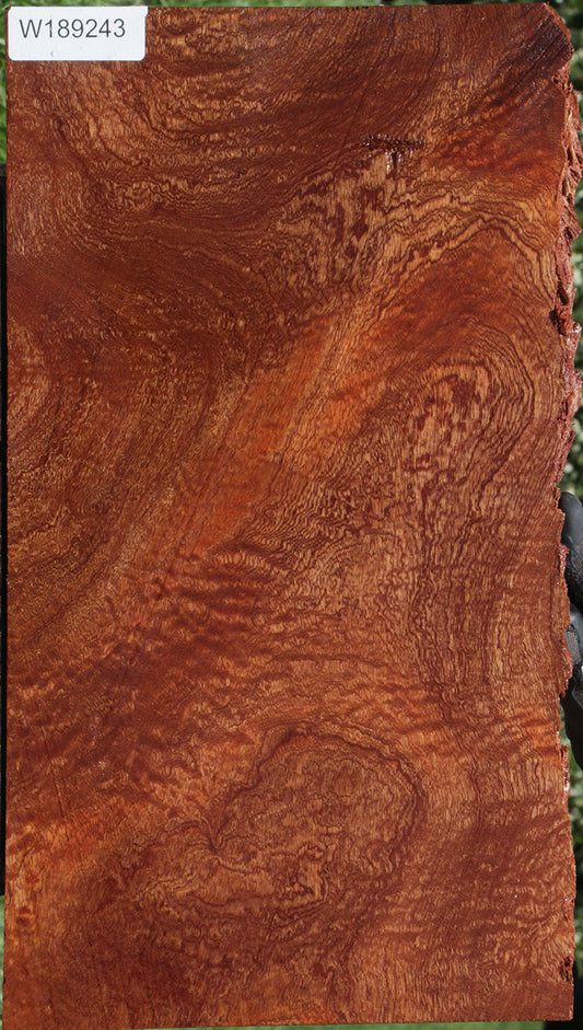 Extra Fancy Sapele Live Edge Lumber