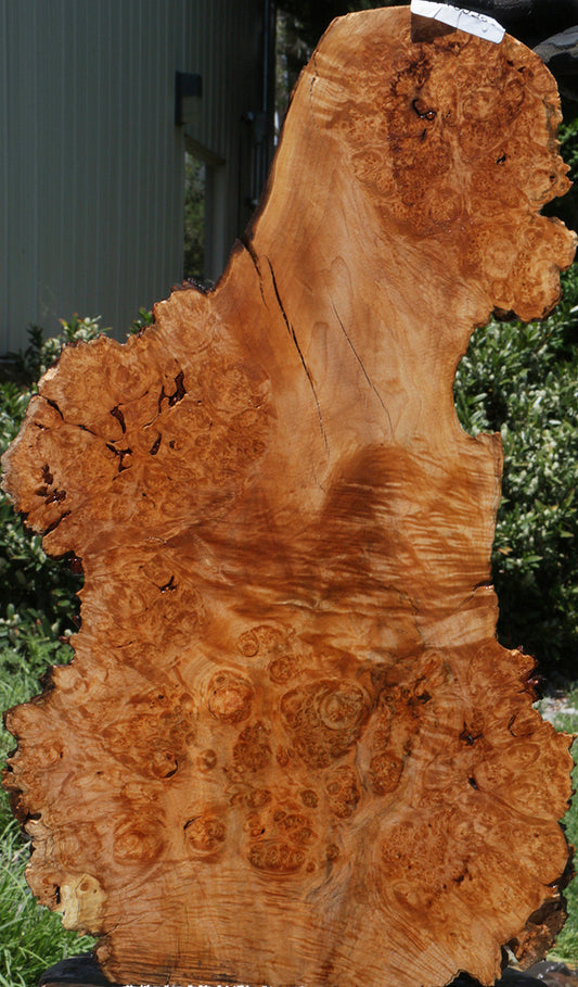 Rustic Big Leaf Maple Burl Live Edge Lumber