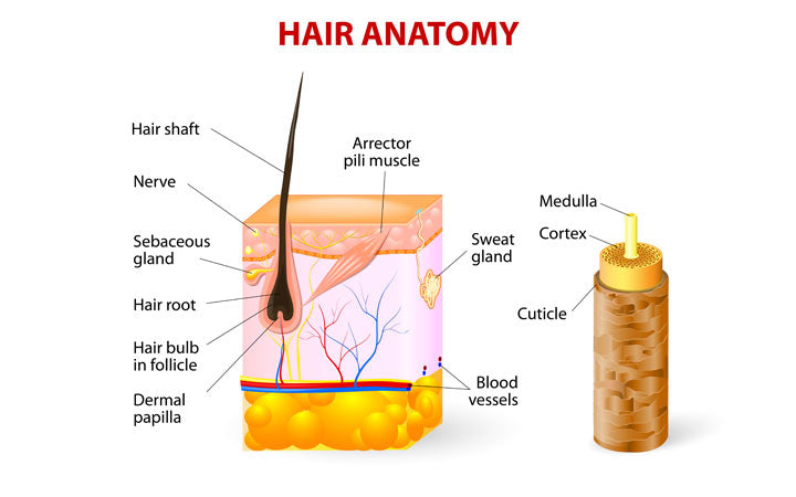 Hair anantomy with parts explained