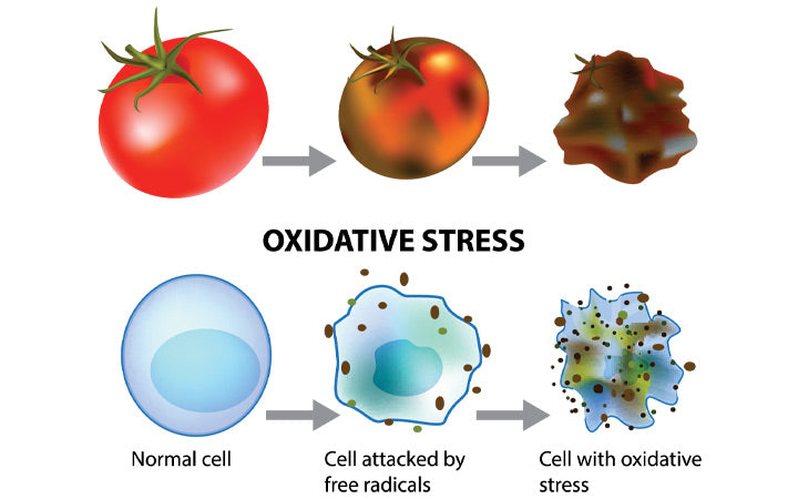 Oxidative-stress-and-cellular-aging