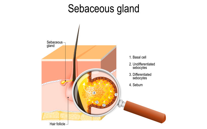 Sebaceous gland