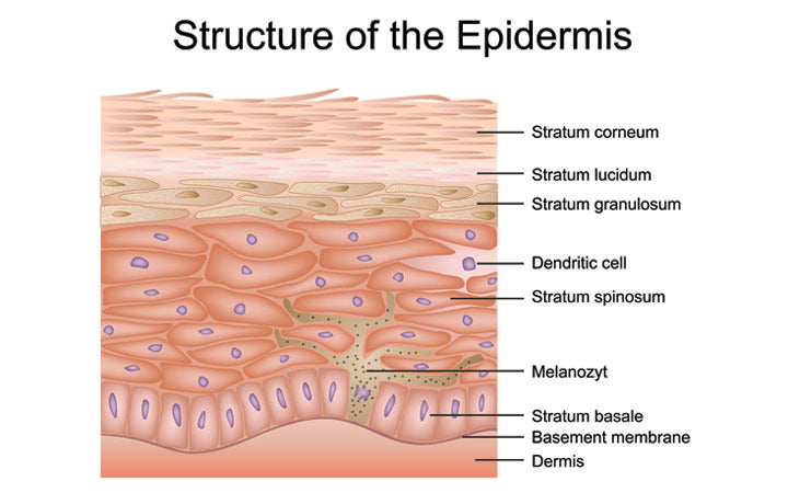 Structure of epidermis