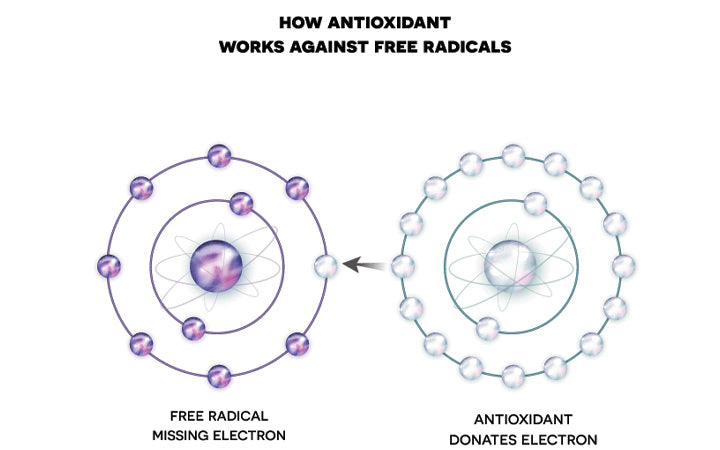antioxidant-works-against-free-radicals
