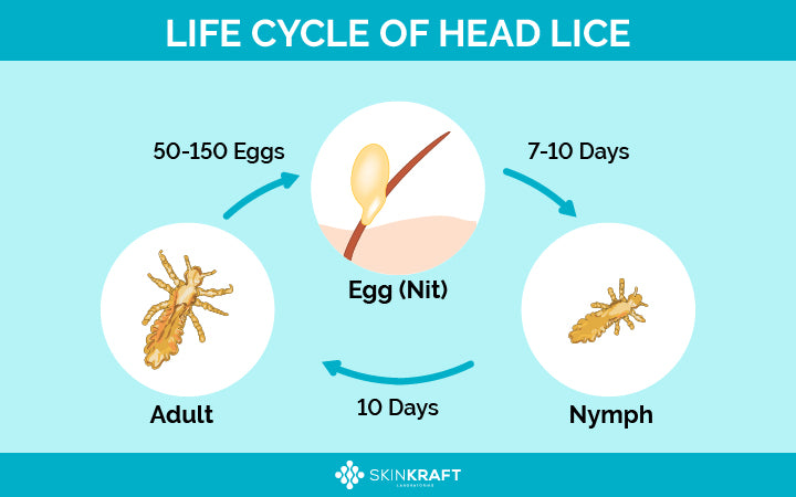 life cycle of head louse