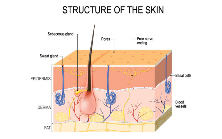 structure-of-he-skin