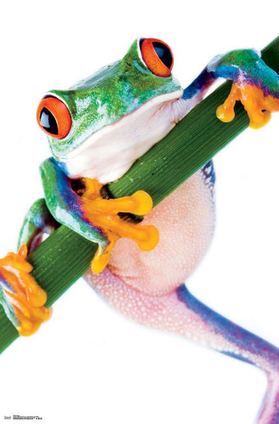 Red-Eyed Tree Frog Super-Cool Animal Kingdom Poster - Trends International