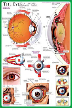 Anatomy of The Human Eye Wall Chart Poster - Eurographics