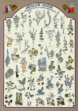 Aromatic Herbs (48 Varieties) Cooking Kitchen Wall Chart Poster - Eurographics