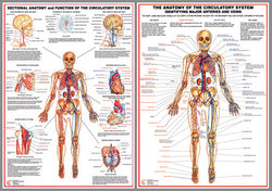 Anatomy of the Circulatory System 2-Poster Combo - Chartex