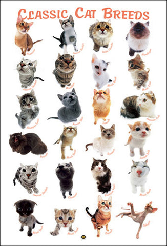 Classic Cat Breeds 24 Felines Poster (Hana Deka Club Photography) - Eurographics