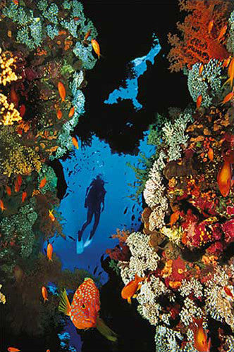 Scuba Diving in Beautiful Coral Reef Poster- Eurographics