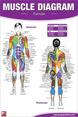 Human Muscle Diagram (Female) Fitness Anatomy Wall Chart Poster - Productive Fitness