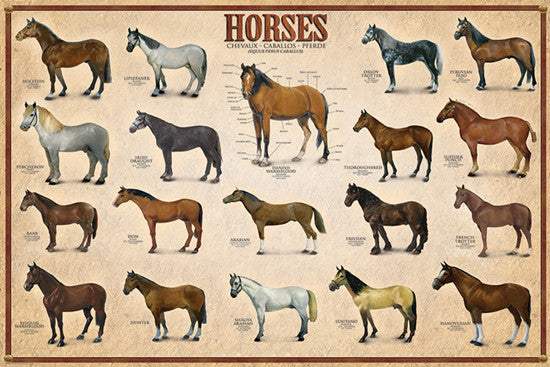 Horses (19 Breeds) Poster - Eurographics