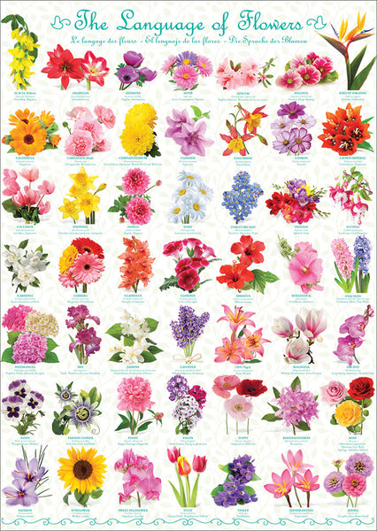 The Language of Flowers Poster (49 Beautiful Floral Varieties) - Eurographics