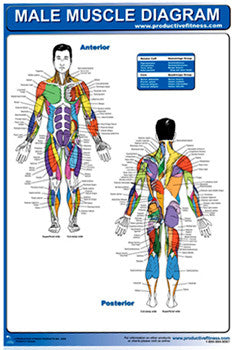 Male Muscle Diagram Wall Chart Poster - Productive Fitness
