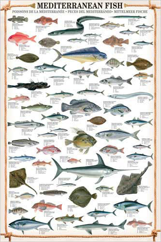 Mediterranean Fish Wall Chart Poster (61 Saltwater Species) Poster - E