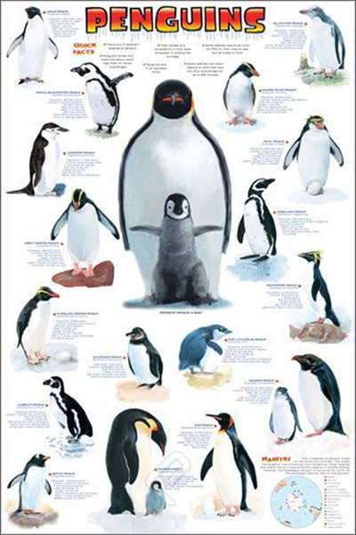 The Penguins Poster Zoology Reference Wall Chart Poster - Eurographics
