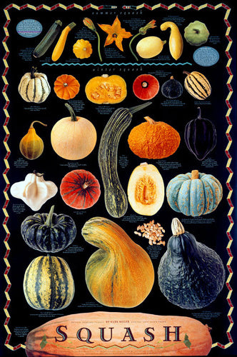 Squash Fruits Culinary Food Wall Chart Poster by Mark Miller - Celestial Arts