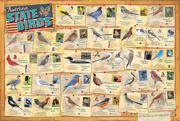 American State Birds Wall Chart Poster (28 Bird Illustrations by David Sibley) - Eurographics