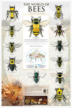 The World of Bees Educational Reference Poster - Eurographics