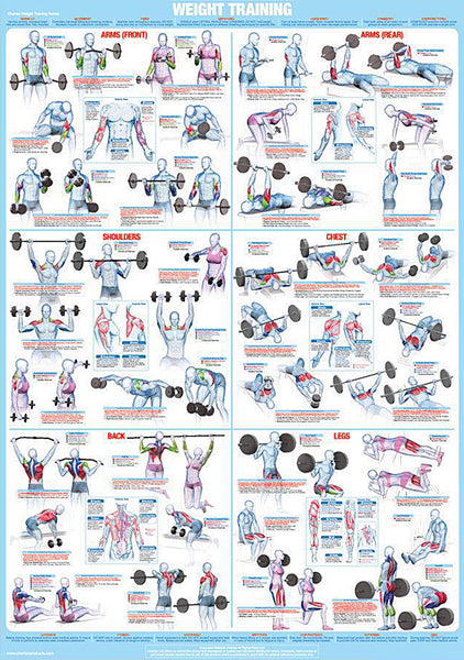 Weight Training Fitness Complete Body Instructional Wall Chart Poster - Chartex Products