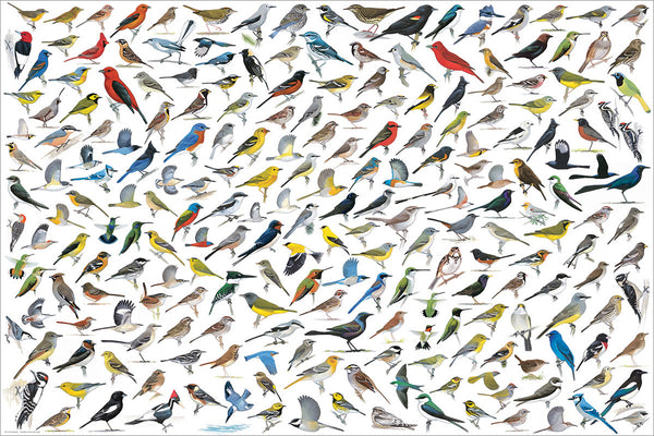 The World of Birds Poster (200 Avian Species Illustrated by David Allen Bibley) - Eurographics