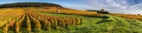 Burgundy landscape