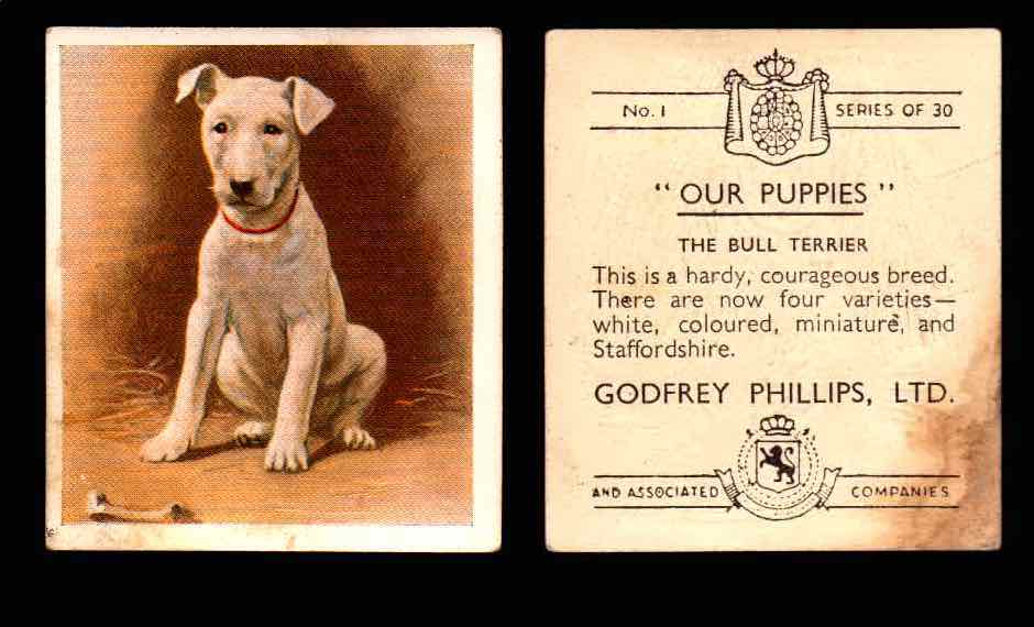 1936 Godfrey Phillips "Our Puppies" Tobacco You Pick Singles Trading Cards #1-30 #1 The Bull Terrier - TvMovieCards.com