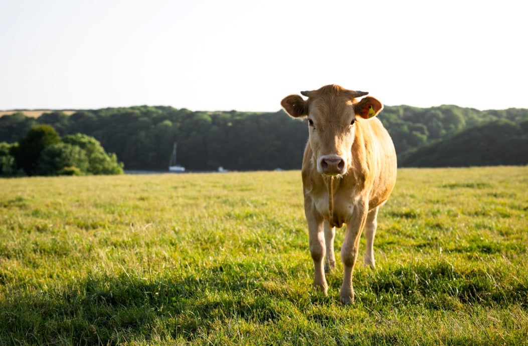 Welsh Charolais Beef Heifer in Pembrokeshire - Biltong