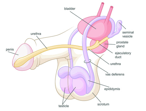 Penis Anatomical Diagram