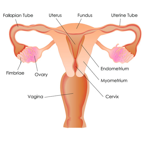 Vaginal Reproductive System