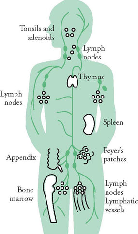 Lymphatic Drainage Therapy Energy Matters