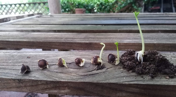 moringa germination stages