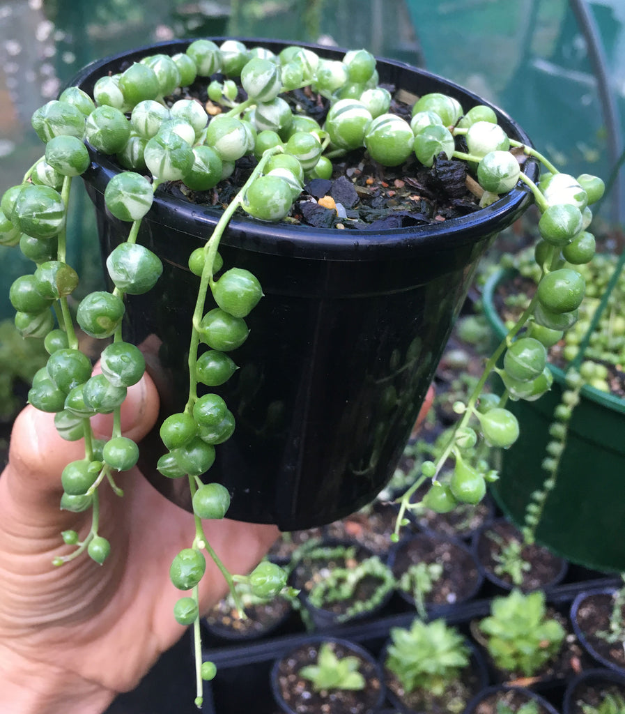 String of pearls plant for sale information