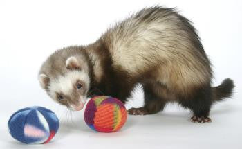 Marshal Polar Fleece Ferret Toy 2-Pack