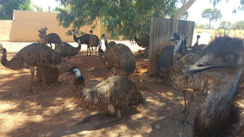 emus