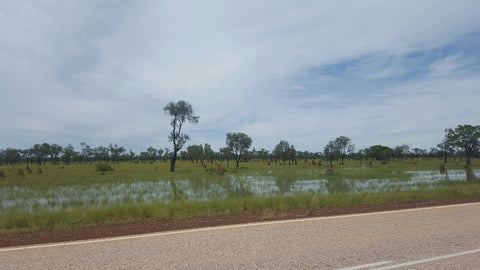 wetlands