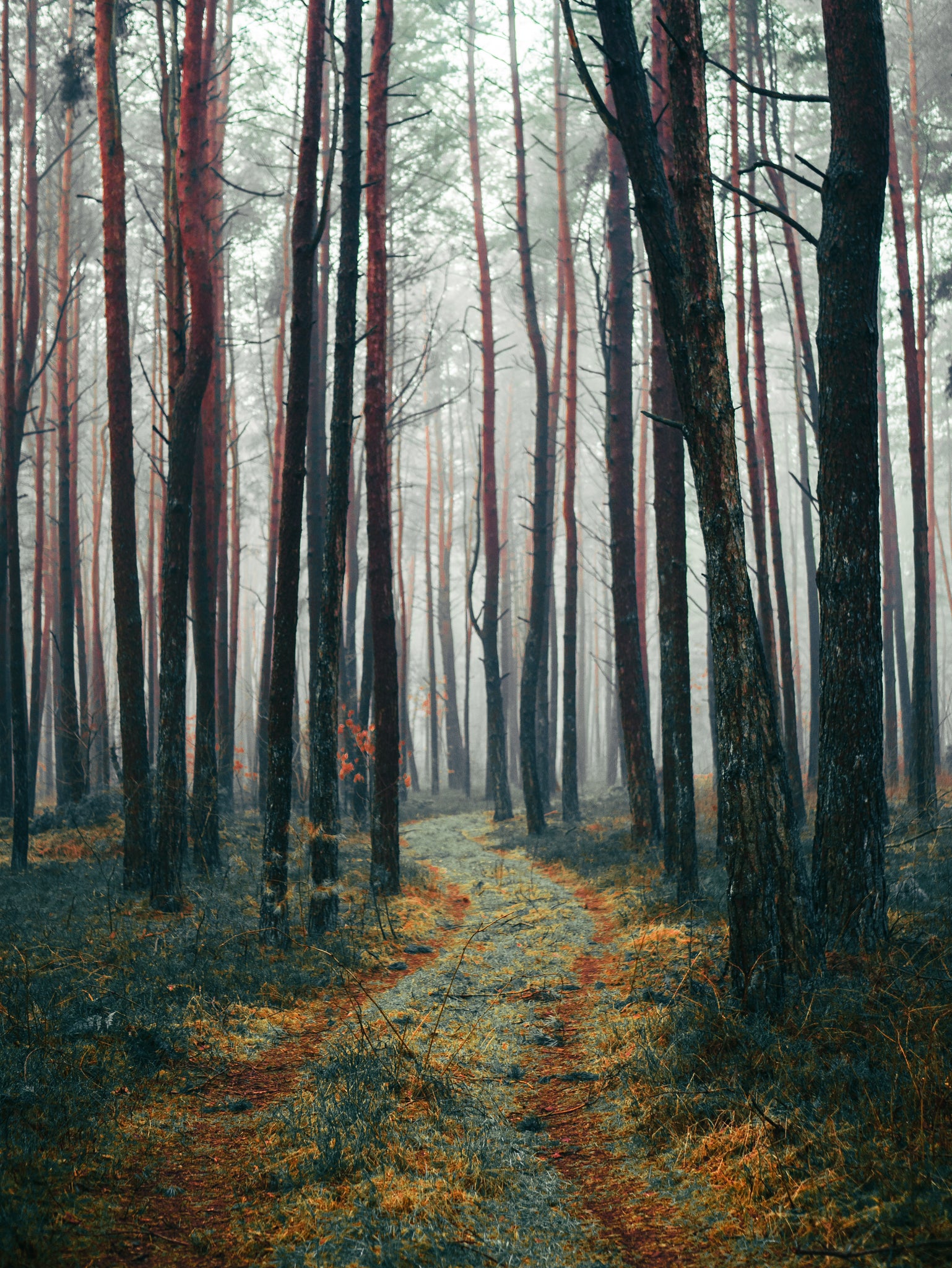 A Path in the forest, fall scene 