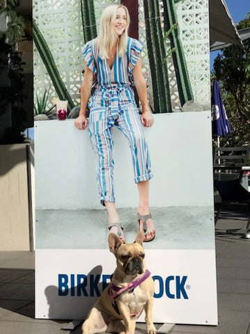 Birkenstock Dog