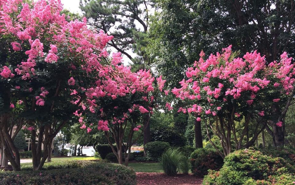 crape-myrtle-flowers