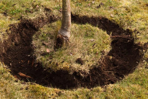 planting a tree