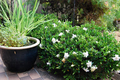 august-beauty-gardenia