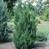 Blue Point Juniper