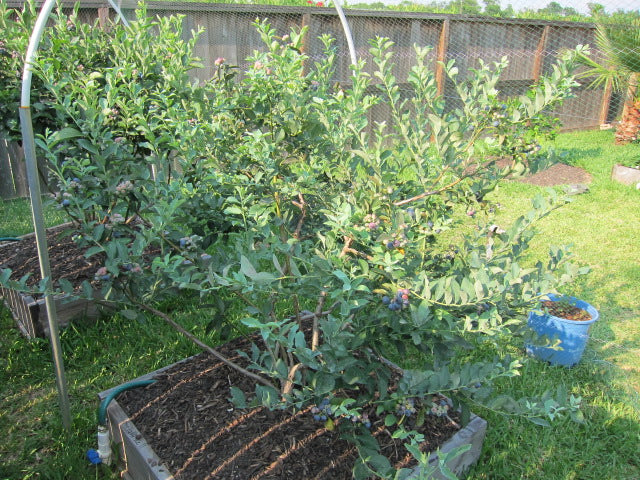 blueberry bushes in planters