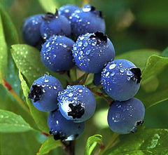 the-best-blueberry-bush-to-buy
