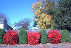 Burning bush and juniper planting