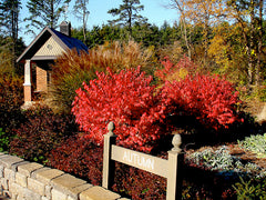 burning bushes in planting bed